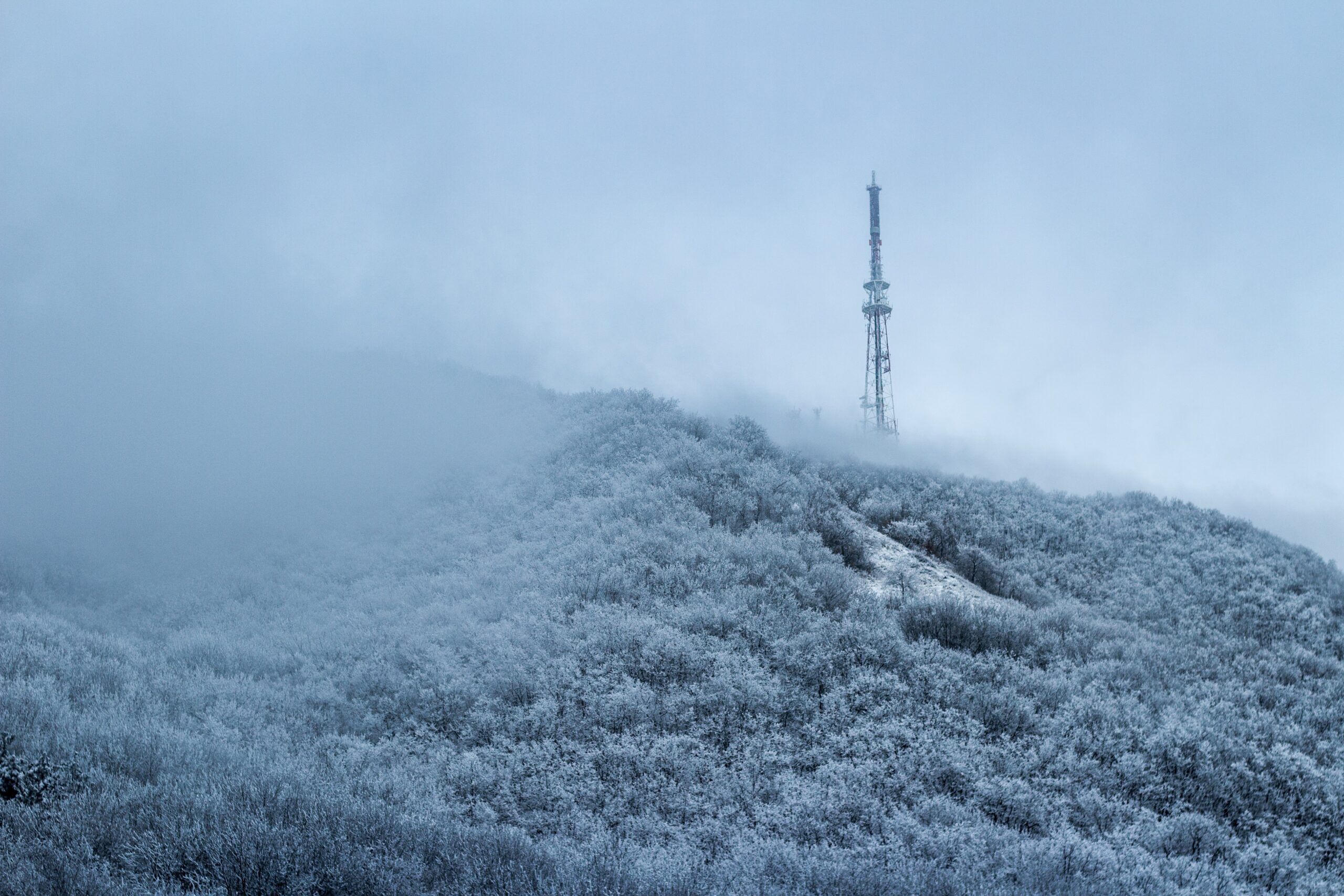 Birds-eye view of snow covered trees